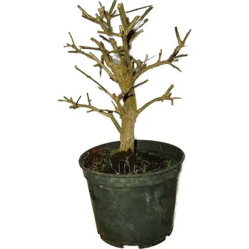 Sazenice Punica granatum - granátovník 581