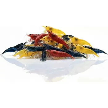 Výtvárné potřeby Neocaridina Davidi - mix barev