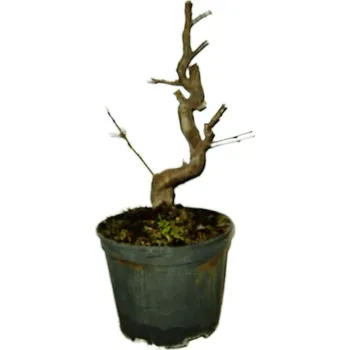 Sazenice Malus - Třešňoplodá jabloň 586