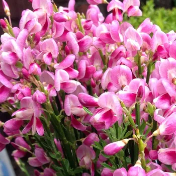 Sazenice ČILIMNÍK ´MOYCLARE PINK´ kont. 2,5L