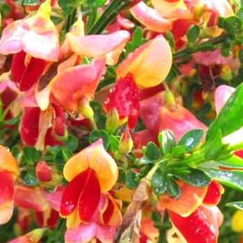 Sazenice ČILIMNÍK ´GOLDFINCH´ kont. 2,5L