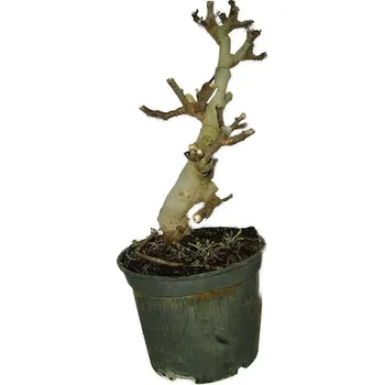 Sazenice Ficus carica - fíkovník plodící fíky 587