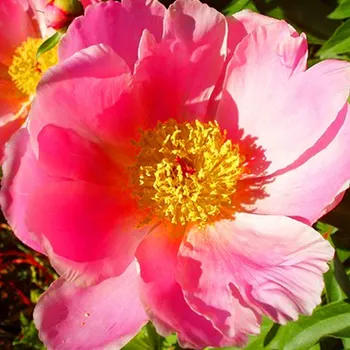 Sazenice PIVOŇKA ´NYMPHE´