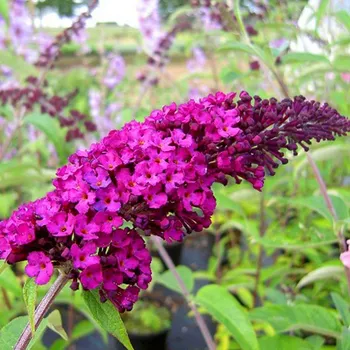 Sazenice KOMULE DAVIDOVA ´ROYAL RED´ kont. 2,5L