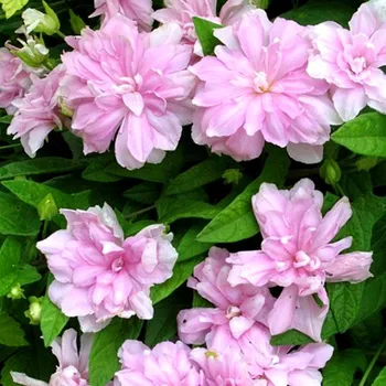 Sazenice OPLETNÍK BŘEČŤANOLISTÝ ´FLORE PLENA´ kont. 1,6L