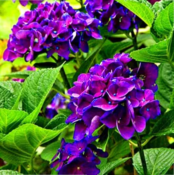 Sazenice HORTENZIE ´YOLA´ kont. 1,4L