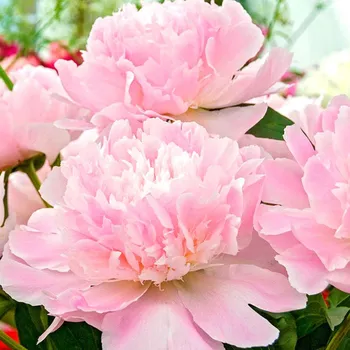 Sazenice PIVOŇKA ČÍNSKÁ ´ALERTIE´