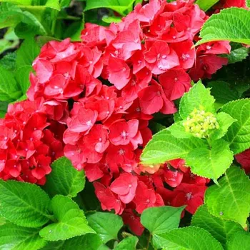 Sazenice HORTENZIE ´ MASJA ´ kont. 1,4L