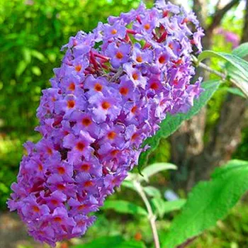 Sazenice KOMULE DAVIDOVA ´ ORCHID BEAUTY´ kont. 2,5L