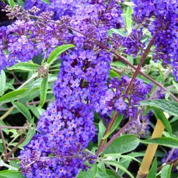 Sazenice KOMULE DAVIDOVA ´NANHO BLUE´ kont. 1,4L