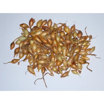 Cibulovina Sazečka cibule 10 kg