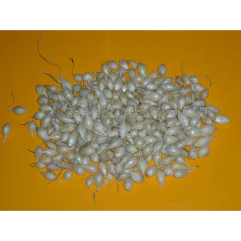 Cibulovina SAZEČKA CIBULE - SNOWBALL bílá Hmotnost: 500g