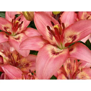 Cibulovina Lilie 'Tinilco' Balení: cibule 18/20 - 2 ks Lilium 'Tinilco'