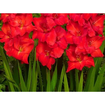 Rybářský háček Mečík 'Oscar' Balení: hlíza 12/14 - 10ks Gladiolus 'Oscar'