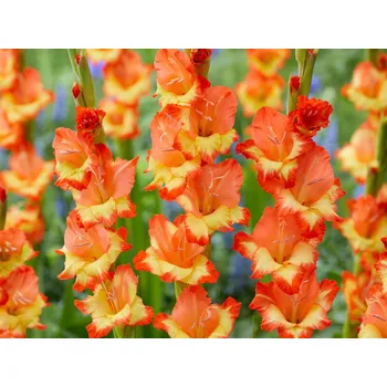 Sazenice Mečík 'Princess Margaret Rose' Balení: hlíza 14/+ - 10ks