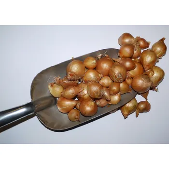 Semeno SAZEČKA CIBULE - ŠALOTKA žlutá Hmotnost: 250 g