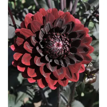 Sazenice Lukon Glads Jiřina KARMA CHOC - dahlia