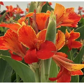 Semeno Lukon Glads Canna MADEIRA - dosna, kana