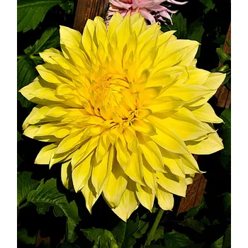 Sazenice Lukon Glads Jiřina KELVIN FLOODLIGHT - dahlia