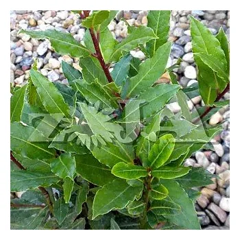 Sazenice VAVŘÍN PRAVÝ kont. P9