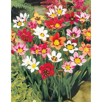 Semeno Lukon Glads Sparaxis tricolor MIX - cikánské květy, dřípulka Množství: 3