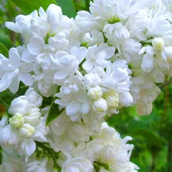 Sazenice KEŘOVÝ ŠEŘÍK ´MISS ELLEN WILLMOTT´ kont. 2,5L