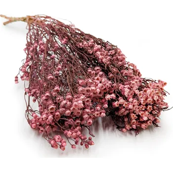 mech-mech.cz Sušená Oxodia - světle růžová