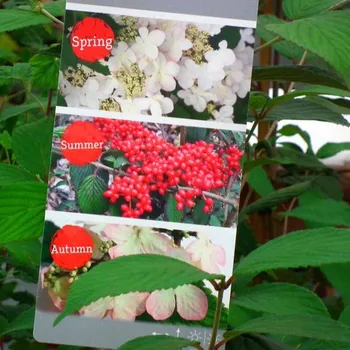 Sazenice KALINA JAPONSKÁ ´KILIMANDJARO´ ko 2,5L