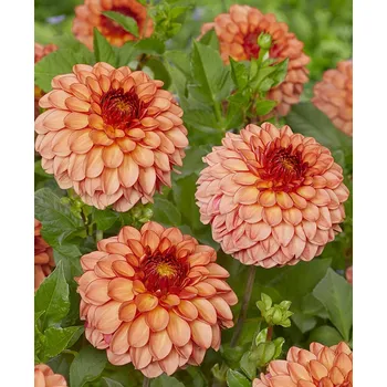 Semeno Lukon Glads Jiřina CHAPEAU BAS - dahlia