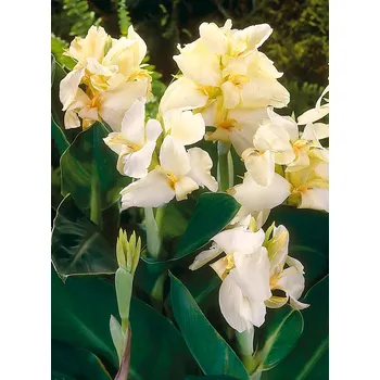 Sazenice Lukon Glads Canna VANILLA CREAM - dosna, kana