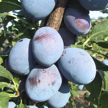 Sazenice SLIVOŇ GABROVSKÁ - Podnož Myrobalán*