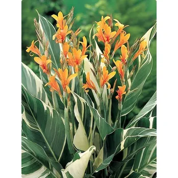 Sazenice Lukon Glads Canna STUTTGART - dosna, kana