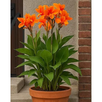 Semeno Lukon Glads Canna SHINING ORANGE - dosna, kana