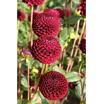 Sazenice Lukon Glads Jiřina TISA - dahlia