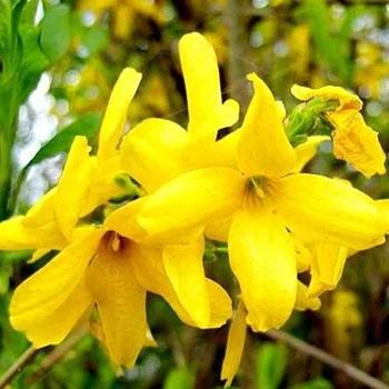 Sazenice ZLATICE ´GOLDRAUSCH´ kont. 2,5L