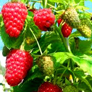 Sazenice MALINÍK ´ POLANA´- XL stáleplodící v kont. 2L