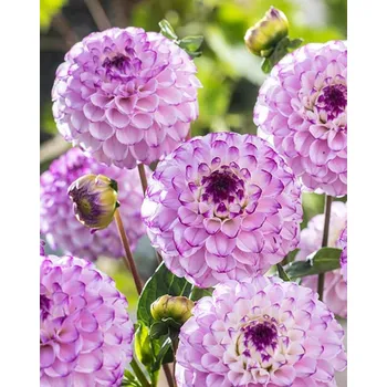 Sazenice Lukon Glads Jiřina GENOVA - dahlia