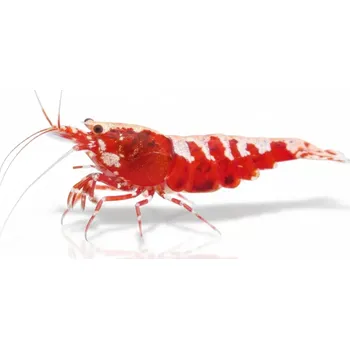 Karetní hra Caridina sp.Red Galaxy (Pinto Galaxy)