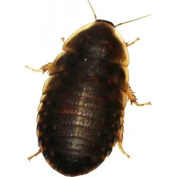 Krmivo pro terarijní zvíře Šváb argentinský (B. dubia) 1 ks