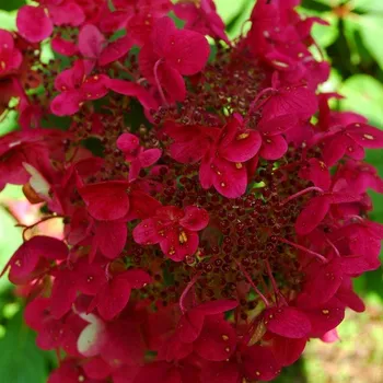 Sazenice HORTENZIE ´WIM´S RED® ´ kont. 1,4L