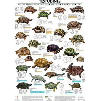 Plakát Nakladatelství Scientia Plakát Testudines: želvy 67 x 96 cm