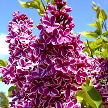 Sazenice KEŘOVÝ ŠEŘÍK ´SENSATION´ kont. 2L