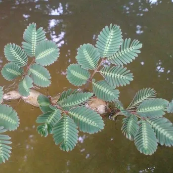 Plovoucí rostliny Vodní Mimoza (Neptunia oleracea) 0 až 0 cm