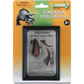 Ząb i pazur kończyny dolnej Velociraptora