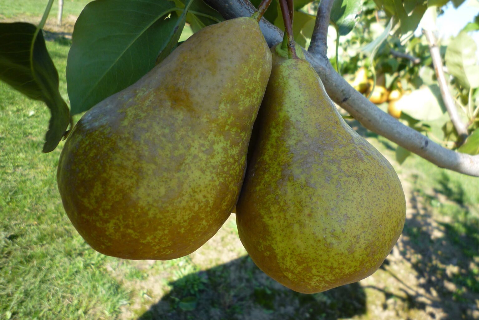 Hrušeň BOSCOVA LAHVICE/podnož hrušňový semenáč (kont. 5-7,5l)