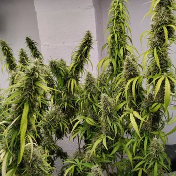 Semeno ACE Seeds Colossus Počet ks Feminizované: 1