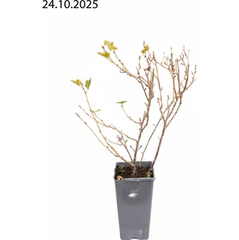 Sazenice Angrešt 'Hinnonmaki green' Velikost kontejneru: 2l