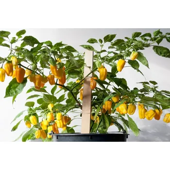 Rybářský háček Habanero Lemon/Mustard 10ks (balení 10)