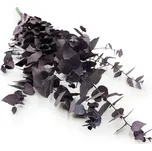 mech-mech.cz Stabilizovaný eukalyptus - Stuartiana - chladná fialová