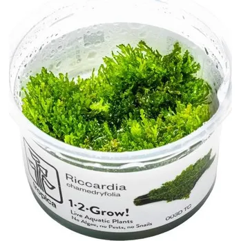 Akvarijní rostlina Tropica 1-2-Grow Riccardia Chamedryfolia